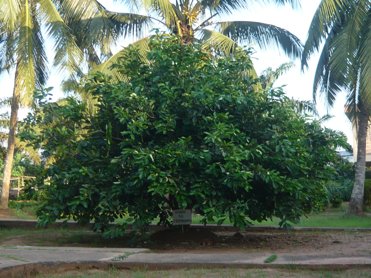 Esperanto: The Language of&nbsp;Ulstra