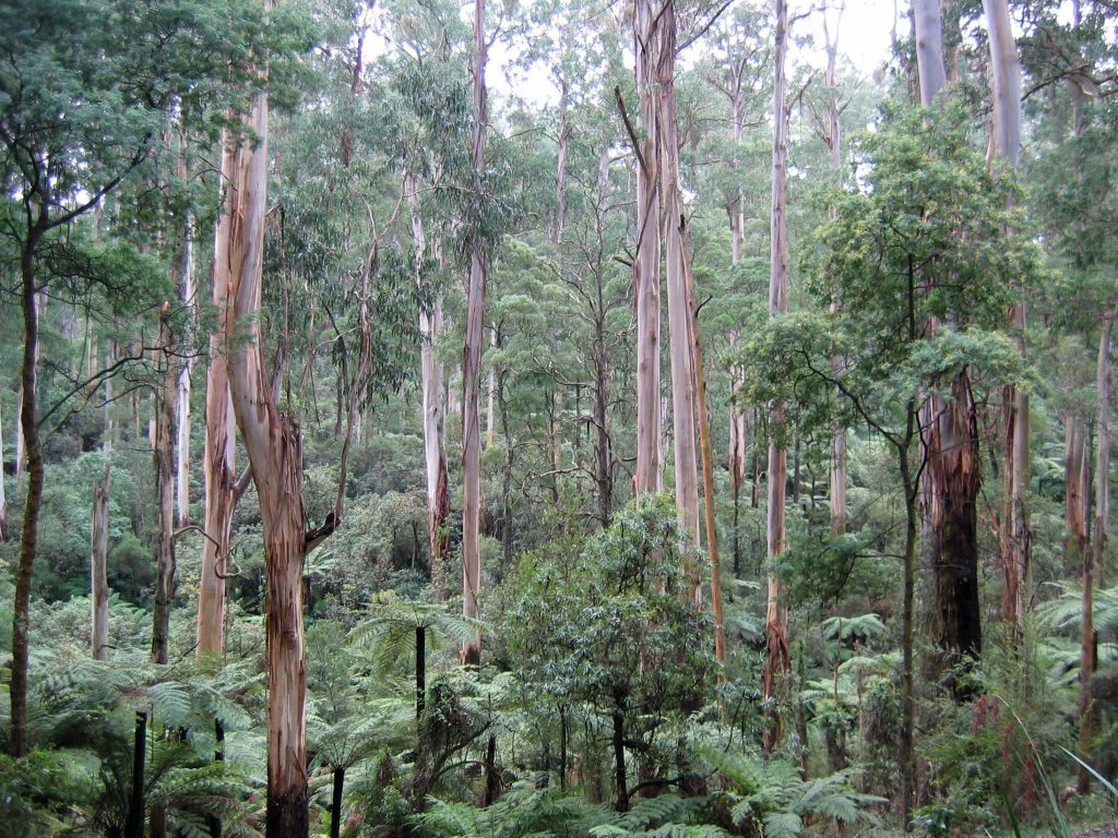 Sherbrooke Forest, Victoria, Australia