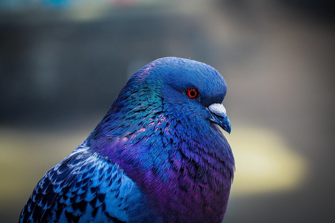 A Closer Look at Ulstra’s Messenger Pigeons